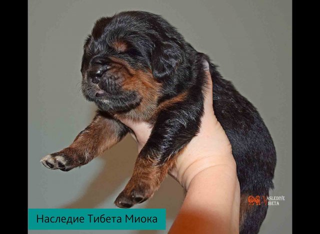 Щенки от пары Ерик х Конфета